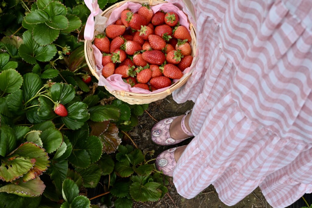 Victoria-Rose Paris holding basket of strawberries in the Beerenberg strawberry picking field. Showing shoes on dry soil. 